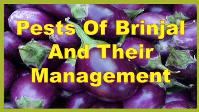 Pests of Brinjal.