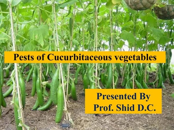 Pests of Cucurbitaceous Vegetables, Colocasia and Moringa their Damage Sympto...