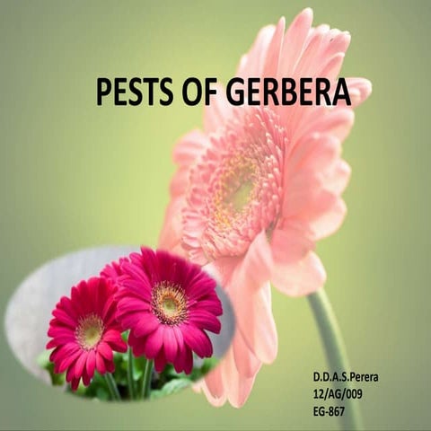 Pests of gerbera | PPTX