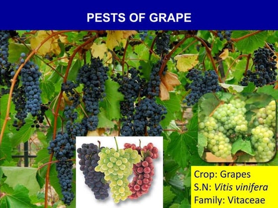 ppt of pest of RICE crops and their management | PPT