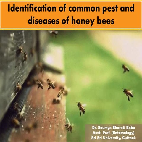 Comprehensive Identification and Management of Common Honey Bee Pests ...