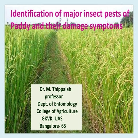 Pests of paddy 1
