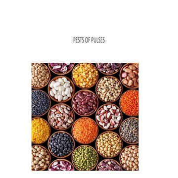 Pest of pulses | PPTX