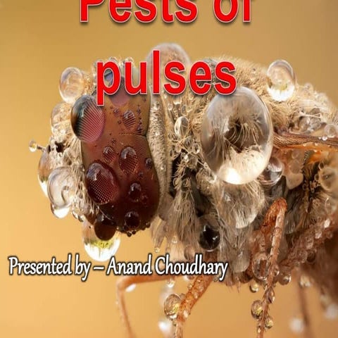 Insect Pests of pulses 