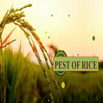 Pests of Rice: Damage, Identification, Life history, and Management.pptx