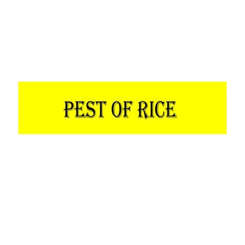 pests of rice, maize, cumbu and ragi.pptx