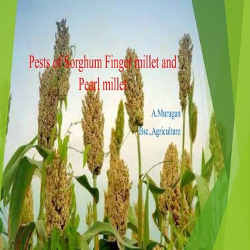 Pests of sorghum finger millet and pearl millet