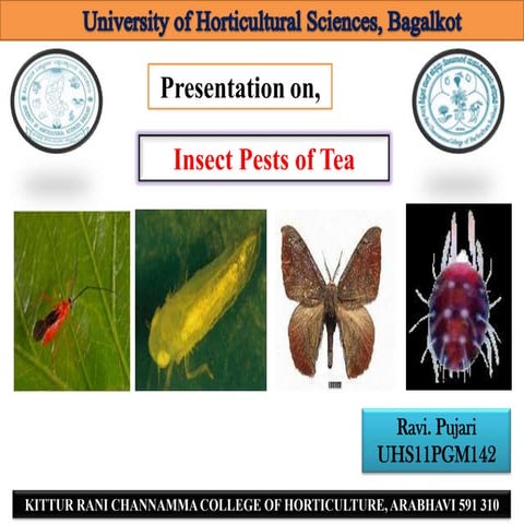 Pests of tea