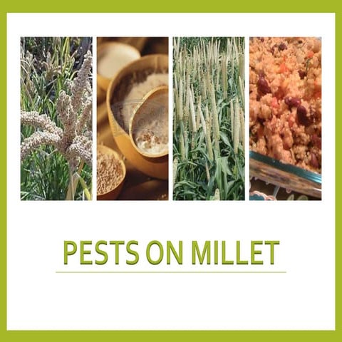 pests on millet.pptx