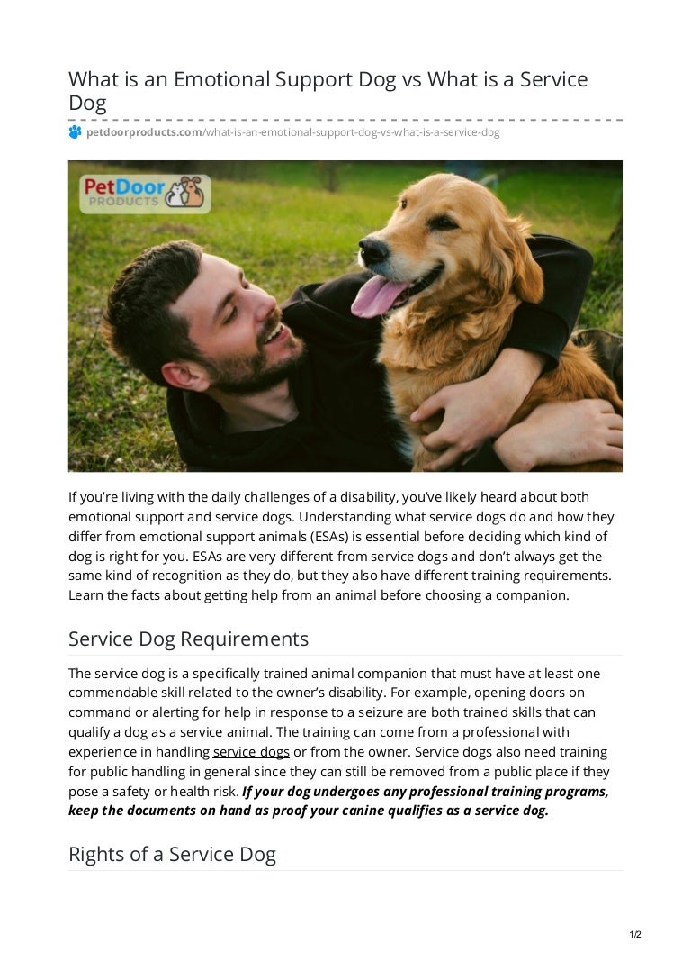 support dog requirements