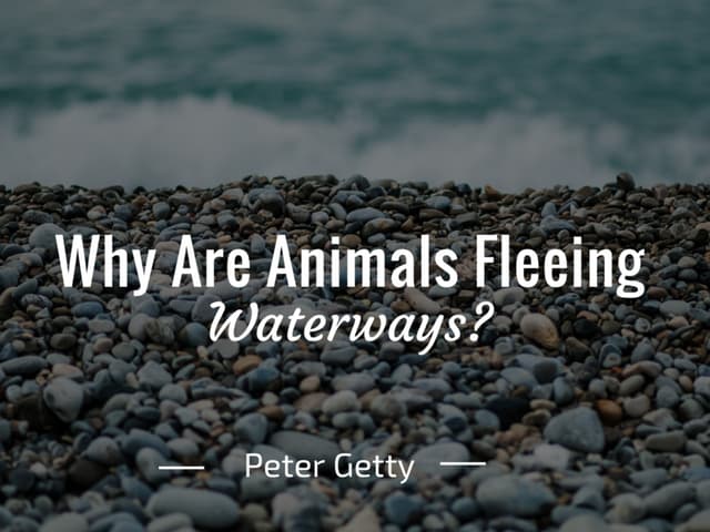 Peter Getty: Why Are Animals Fleeing Waterways