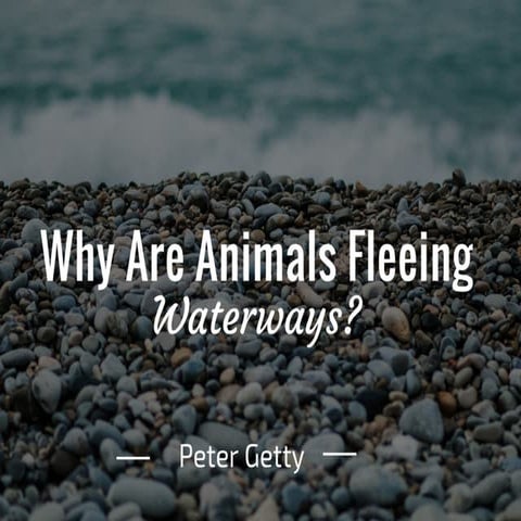 Peter Getty: Why Are Animals Fleeing Waterways