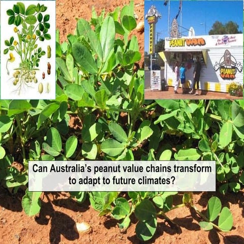 Can Australia's peanut value chains transform to adapt to future climates - P...