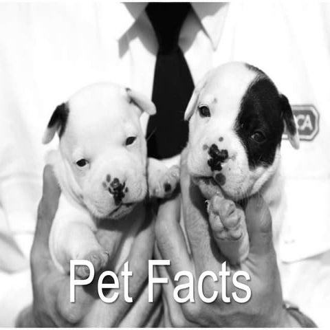 Pet facts from the RSPCA