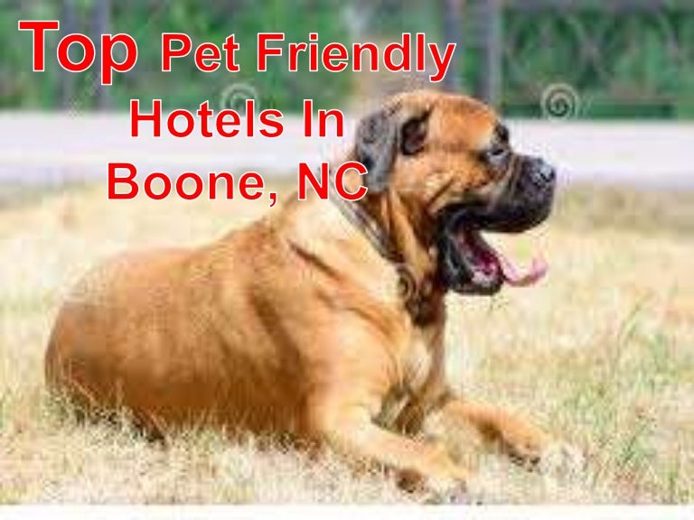 Pet friendly hotels boone, nc
