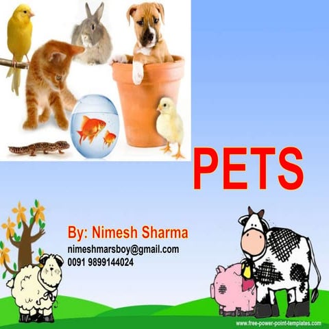 Pets - solving problems related to them | PPTX