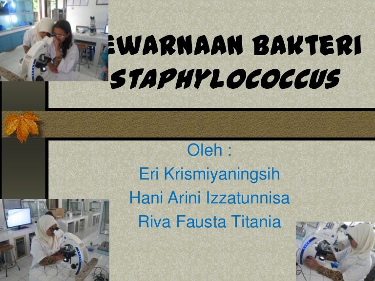 Pewarnaan Bakteri Staphylococcus