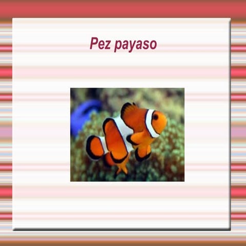 Pez payaso lucia maria