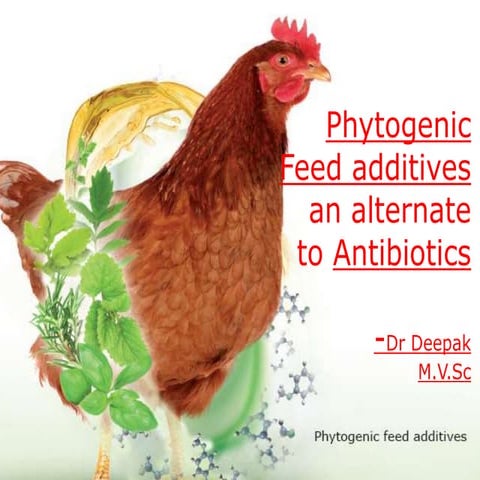 Phytogenic feed additives as an alternative to antibiotics in poultry diets