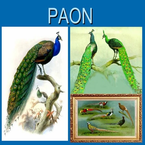 Peafowl