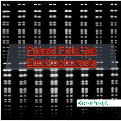 Pulse Field Gel Electrophoresis