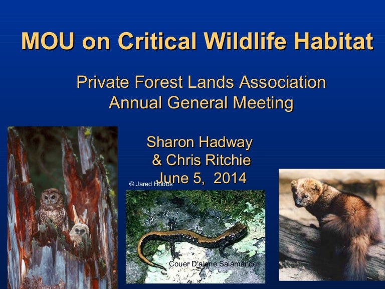 Critical Wildlife Habitat MOU presentation