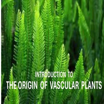 PG Anatomy Node nodal anatomy Cambium Differentiation | PDF