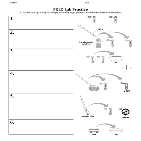 P glo lab kinesthetic | DOC