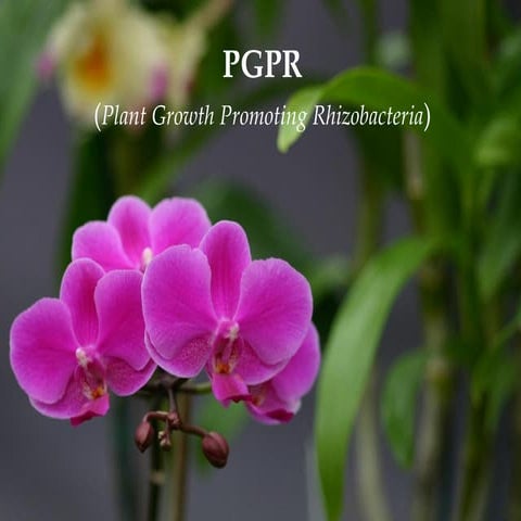 PGPR (Plant Growth Promoting Rhizobacteria).pdf