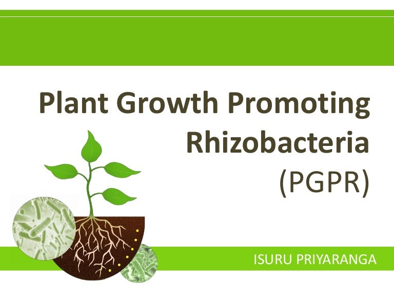 PGPR Plant Growth Promoting Rhizobacteria