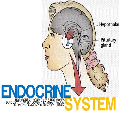 PH 131 - Endocrine System Report