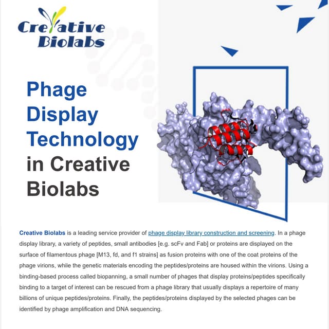Phage display technology