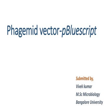 Phagemid vector