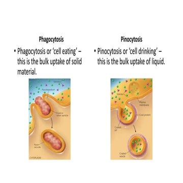 Hypotonic Vs Hypertonic Solution.pptx