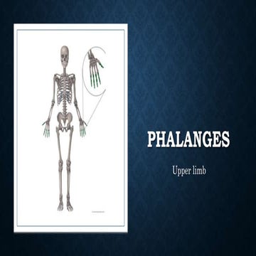 Phalanges (Completed).pptx