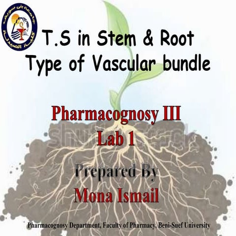T.S in Stem & Root Type of Vascular bundles