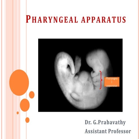 pharyngealapparatus-160311055848.pptx