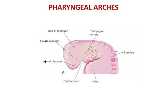 Dangerous area of face | PDF | Ear, Nose and Throat Conditions ...