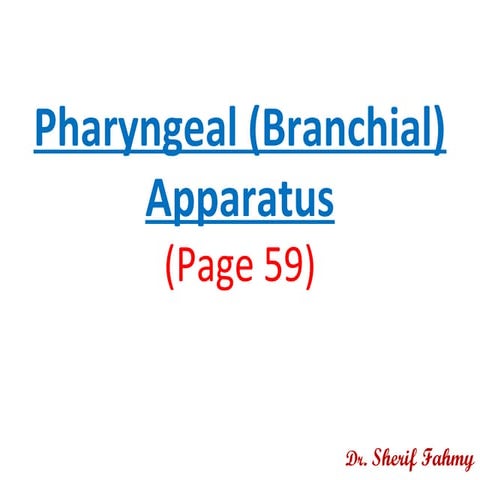 Pharyngeal "Branchial" Arches (Special Embryology)