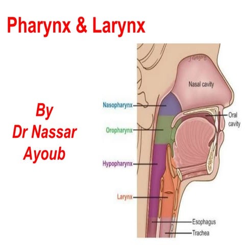 Anatomy of Pharynx & Larynx