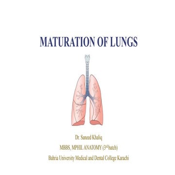 Phases of Lung Maturation