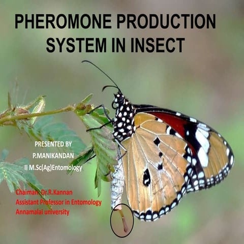 Pheromoe production system by p.manikandan