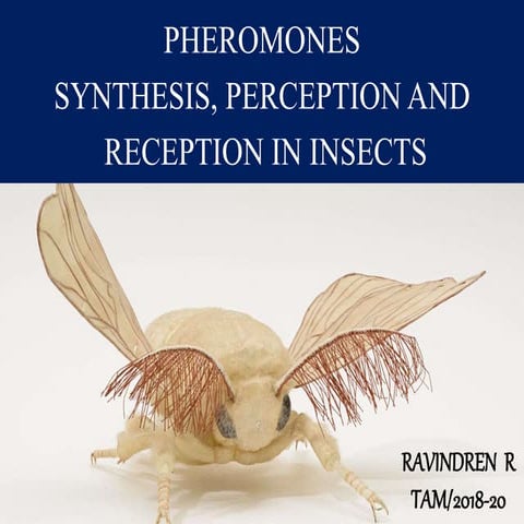 Pheromones synthesis perception and reception in insects