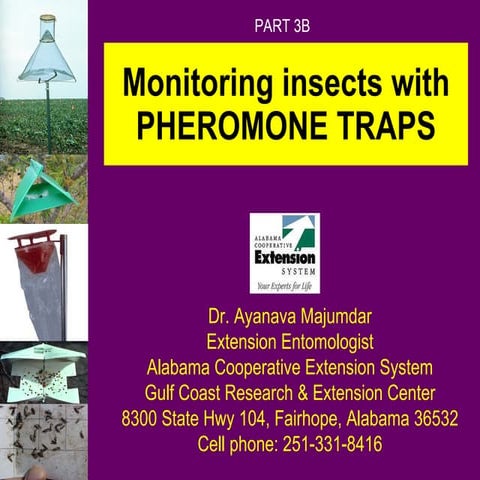 What are Insect Pheromone Traps