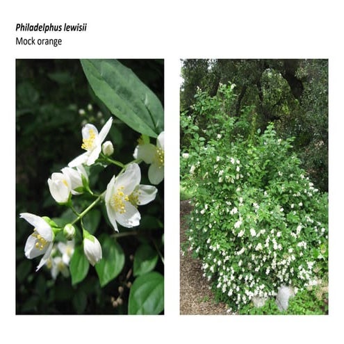 Philadelphus lewisii    web show-2020
