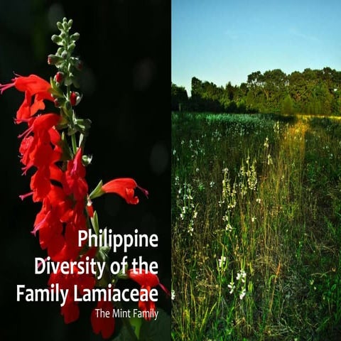 Philippine diversity of Family Lamiaceae