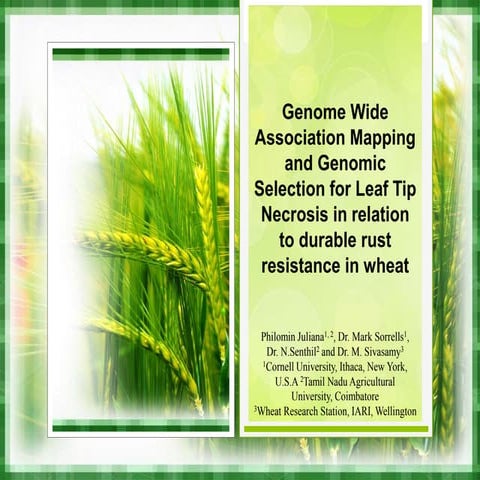 wheat association mapping LTN