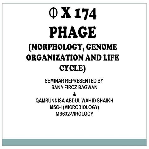 Phi x 174 phage.