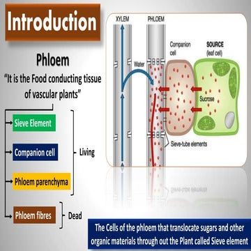 Phloem loading ( Food Transported)