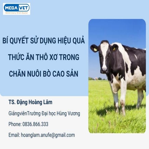 Phương pháp sử dụng hiệu quả thức ăn thô xơ cho bò